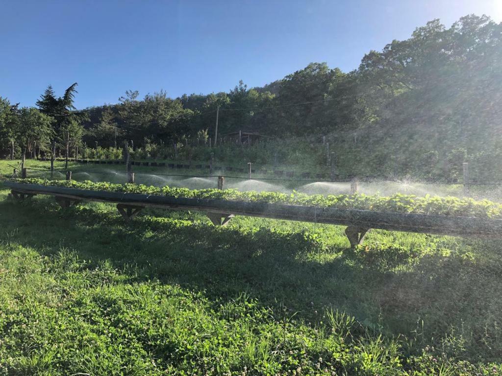 Apartmán Tenuta Ca Di Bertucci Solignano Exteriér fotografie